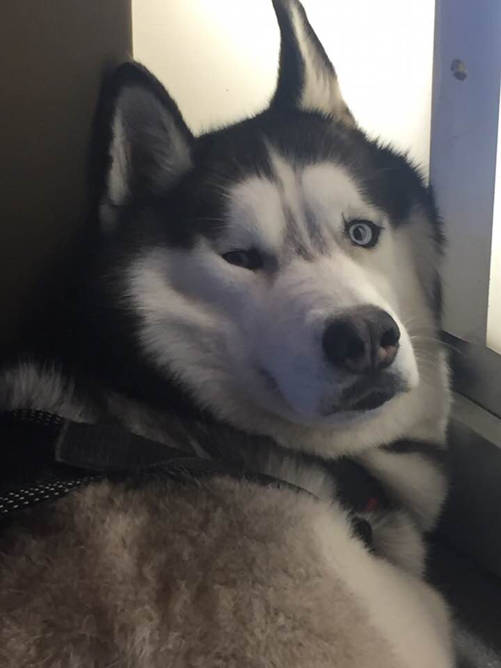 Husky Service Dog?